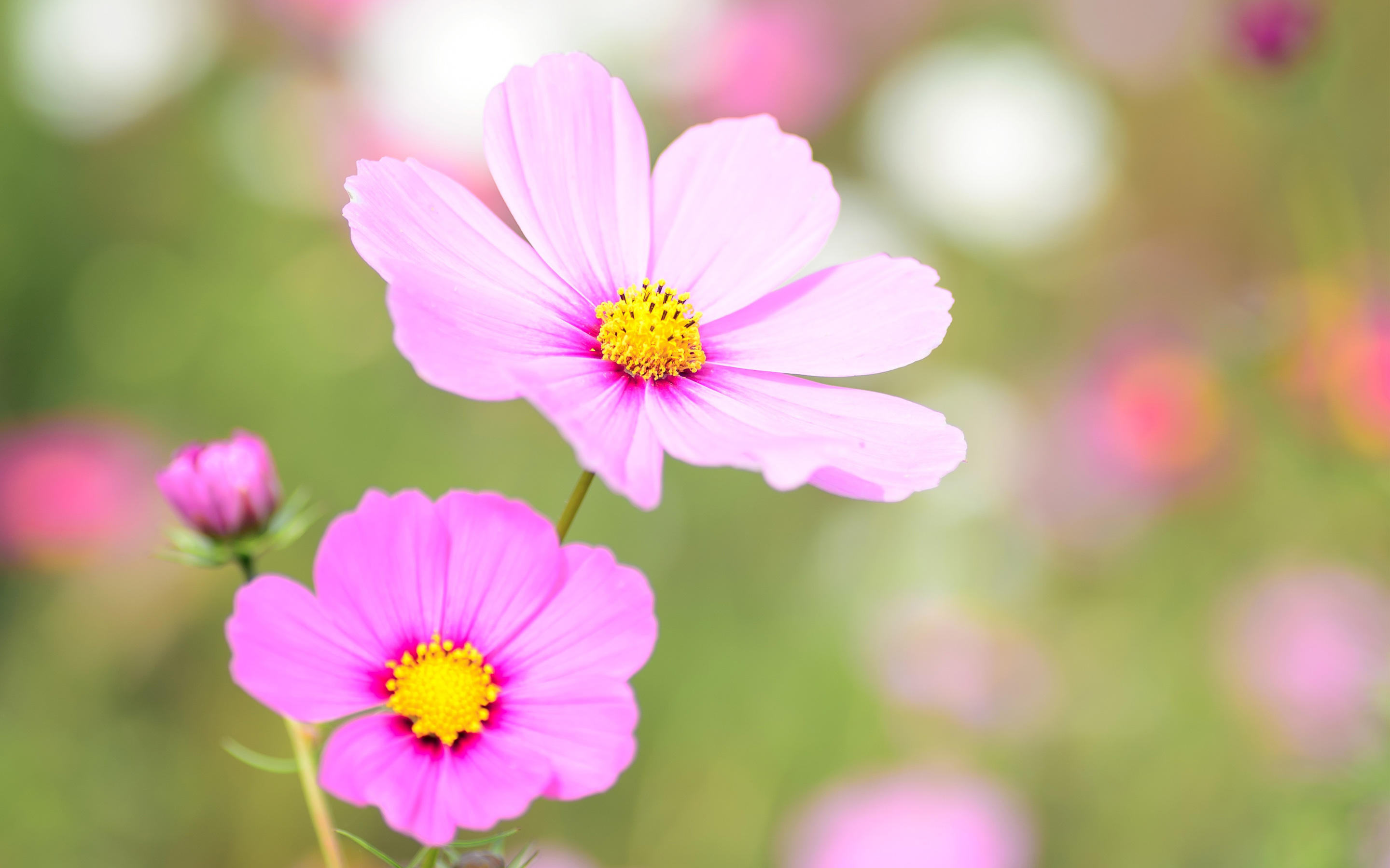 Cosmea Floral Bloom654412939